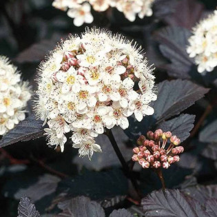 Pęcherznica kalinolistna Diabolo Physocarpus opulifolius 2