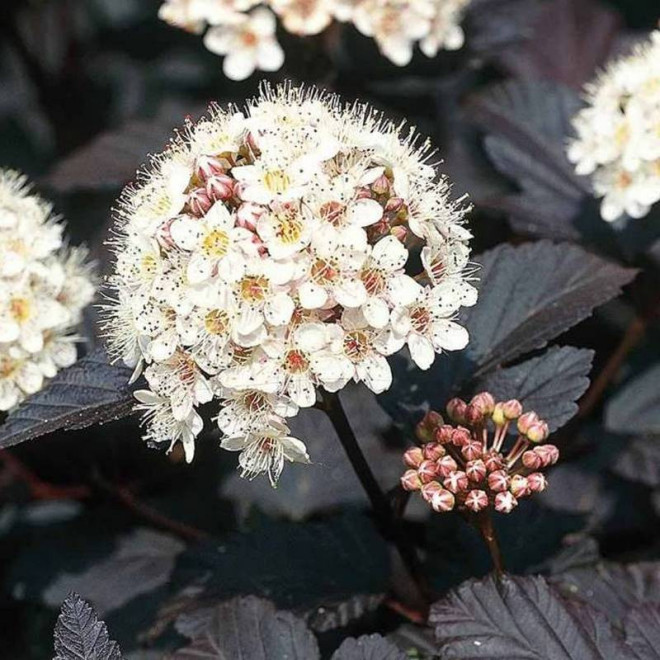 Physocarpus opulifolius Pęcherznica kalinolistna Diabolo