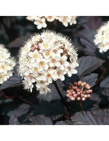 Physocarpus opulifolius Pęcherznica kalinolistna Diabolo