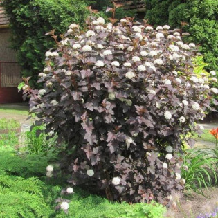 Pęcherznica kalinolistna Diabolo Physocarpus opulifolius