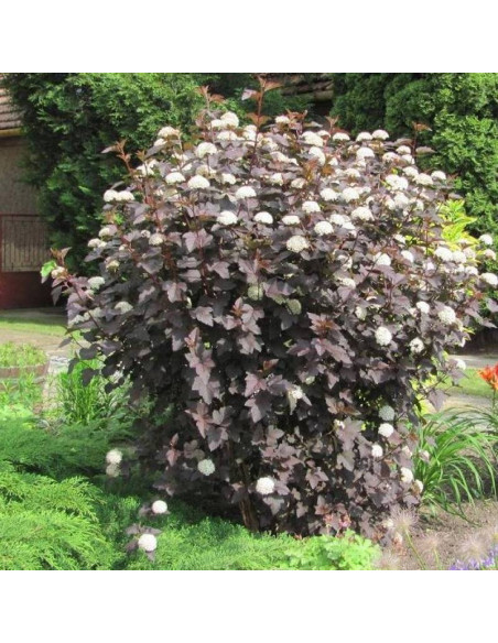 Pęcherznica kalinolistna Diabolo Physocarpus opulifolius