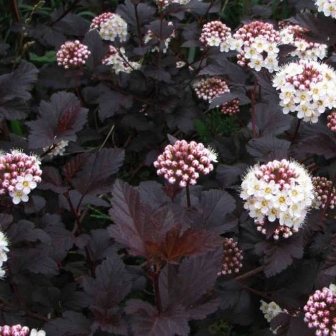 Physocarpus opulifolius Pęcherznica kalinolistna Diabolo