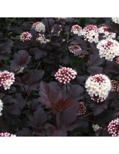 Physocarpus opulifolius Pęcherznica kalinolistna Diabolo