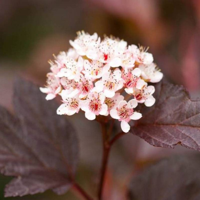 Pęcherznica kalinolistna Diable D'or Physocarpus opulifolius