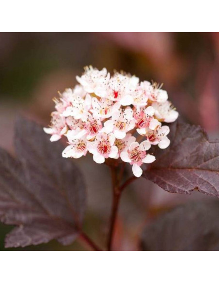 Pęcherznica kalinolistna Diable D'or Physocarpus opulifolius