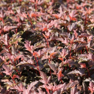 Pęcherznica kalinolistna Diable D'or Physocarpus opulifolius 2