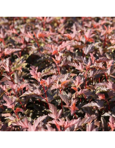 Physocarpus opulifolius Pęcherznica kalinolistna Diable D'or