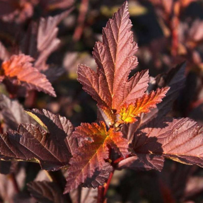 Diable D'or Physocarpus opulifolius Pęcherznica kalinolistna
