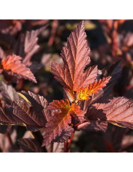Diable D'or Physocarpus opulifolius Pęcherznica kalinolistna