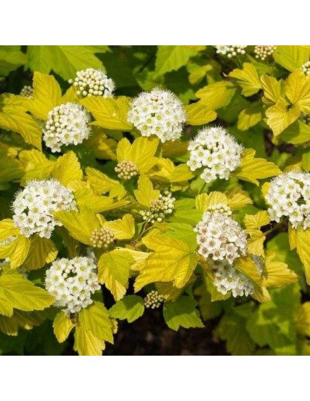 Pęcherznica kalinolistna Dart's Gold Physocarpus opulifolius