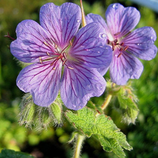 Geranium renardii Bodziszek Renarda Philippe Vapelle