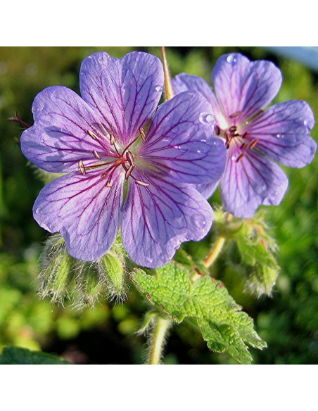 Geranium renardii Bodziszek Renarda Philippe Vapelle
