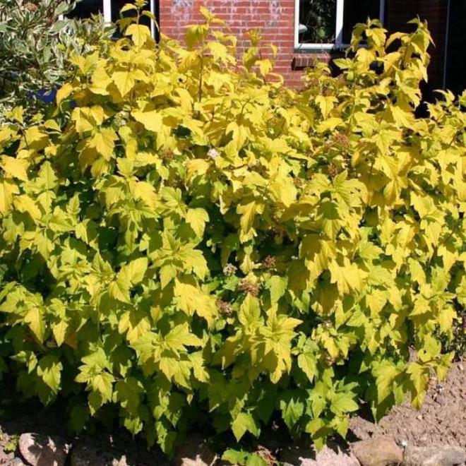 Physocarpus opulifolius Pęcherznica kalinolistna Dart's Gold