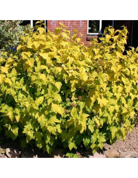 Physocarpus opulifolius Pęcherznica kalinolistna Dart's Gold