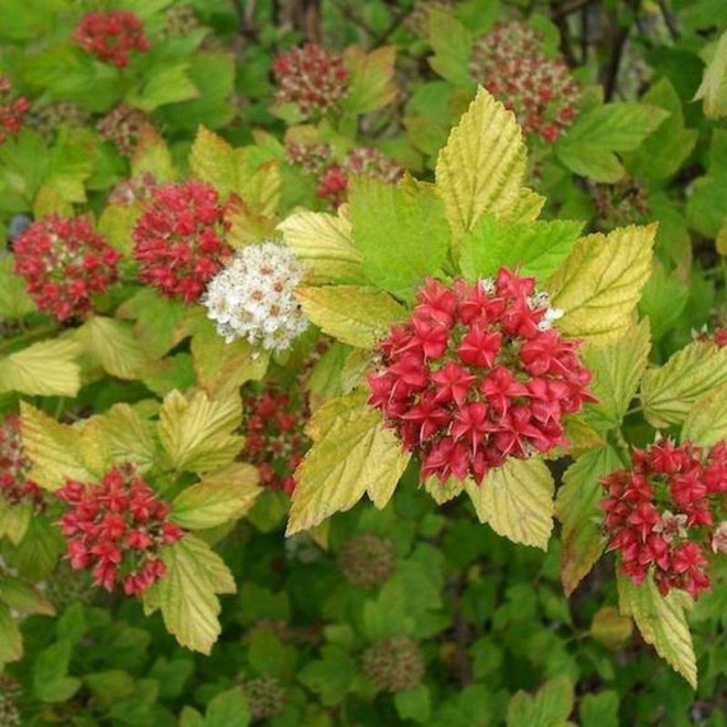 Dart's Gold Physocarpus opulifolius Pęcherznica kalinolistna