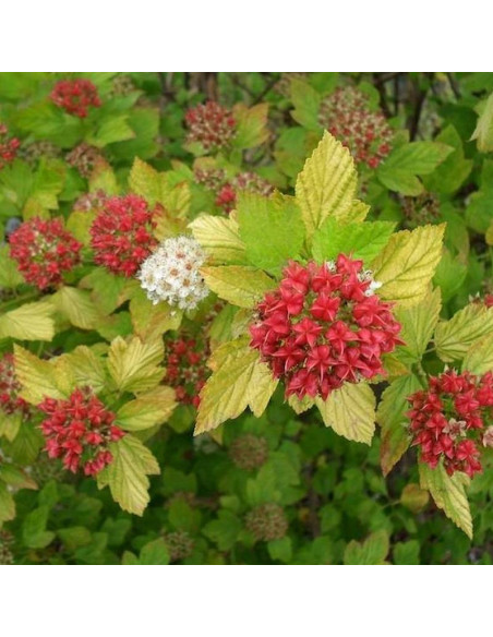 Dart's Gold Physocarpus opulifolius Pęcherznica kalinolistna