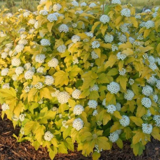 Pęcherznica kalinolistnaPhysocarpus opulifolius Dart's Gold