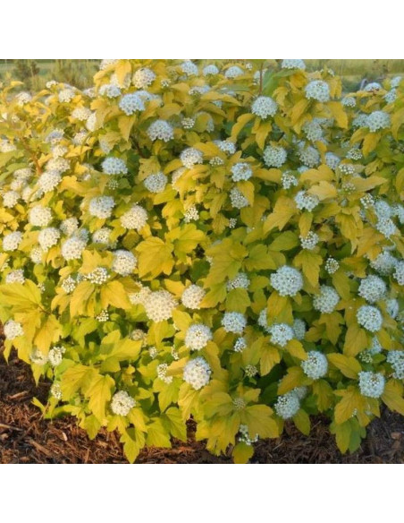 Pęcherznica kalinolistnaPhysocarpus opulifolius Dart's Gold