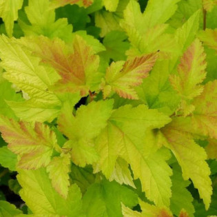 Pęcherznica kalinolistna Angel Gold PBR Physocarpus opulifolius 2