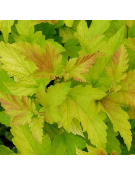 Physocarpus opulifolius Pęcherznica kalinolistna Angel Gold PBR