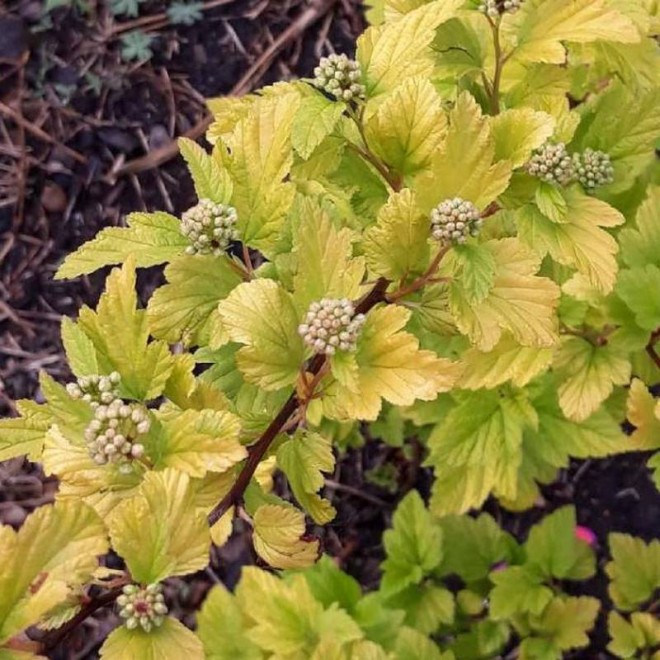 Pęcherznica kalinolistna Angel Gold PBR Physocarpus opulifolius