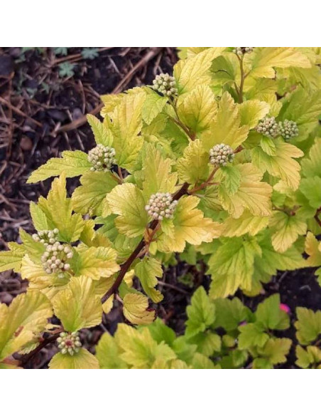 Pęcherznica kalinolistna Angel Gold PBR Physocarpus opulifolius