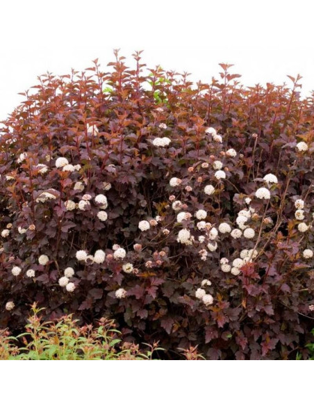 Pęcherznica kalinolistna Andre Physocarpus opulifolius