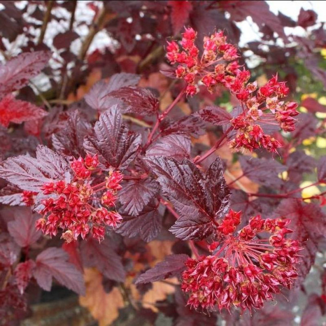 Physocarpus opulifolius Pęcherznica kalinolistna Andre