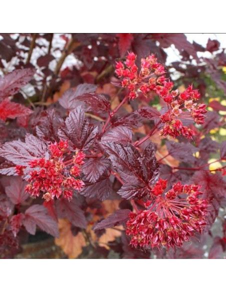 Physocarpus opulifolius Pęcherznica kalinolistna Andre
