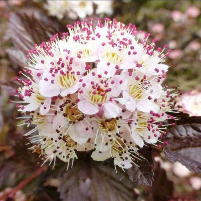 Andre Physocarpus opulifolius Pęcherznica kalinolistna