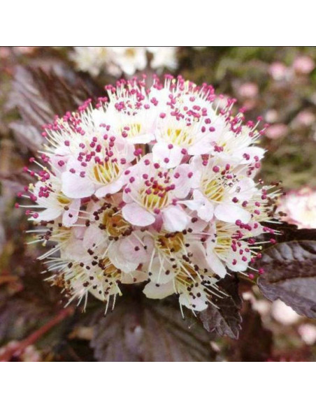Andre Physocarpus opulifolius Pęcherznica kalinolistna