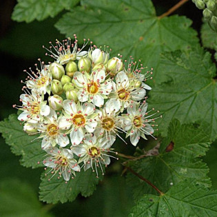 Pęcherznica główkowa Tilden Park Physocarpus capitatus