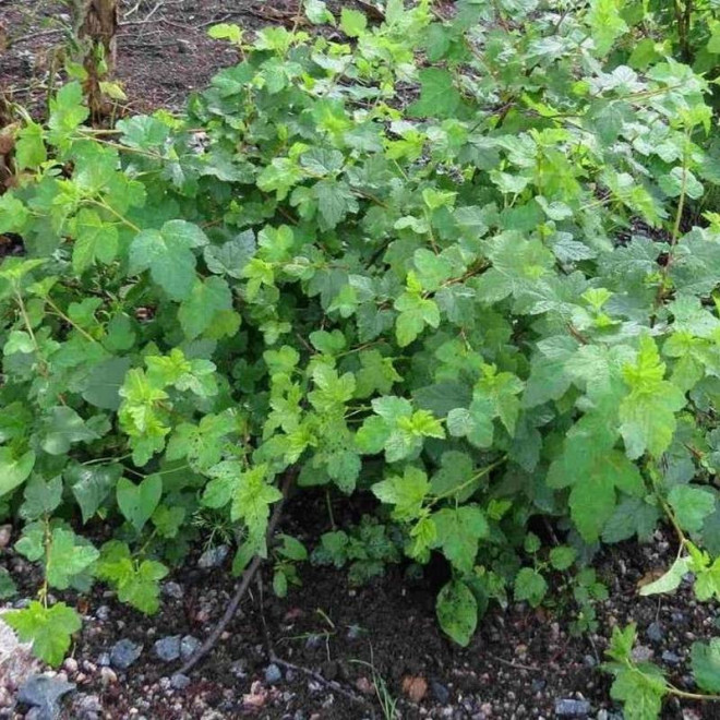 Physocarpus capitatus Pęcherznica główkowa Tilden Park