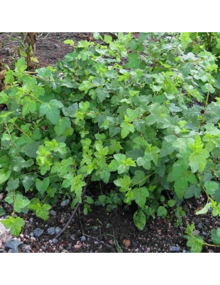 Physocarpus capitatus Pęcherznica główkowa Tilden Park