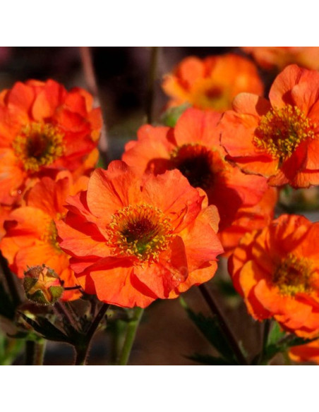 Bodziszek Totally Tangerine PBR Geum