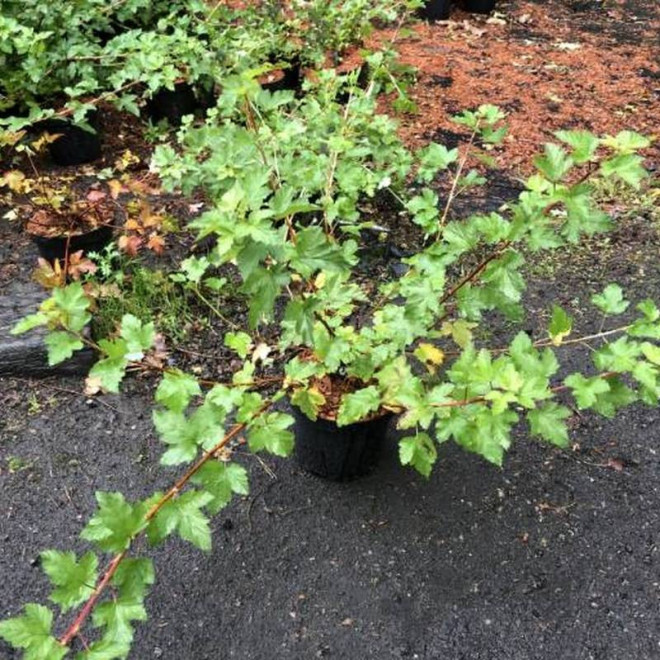 Tilden Park Physocarpus capitatus Pęcherznica główkowa