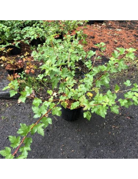 Tilden Park Physocarpus capitatus Pęcherznica główkowa