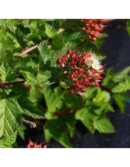 Pęcherznica główkowa Physocarpus capitatus Tilden Park
