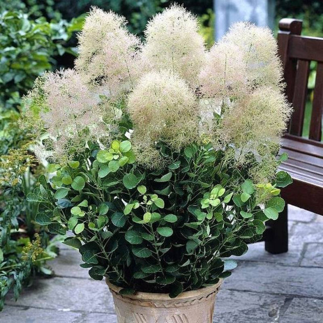 Cotinus coggygria Perukowiec podolski Young Lady PBR