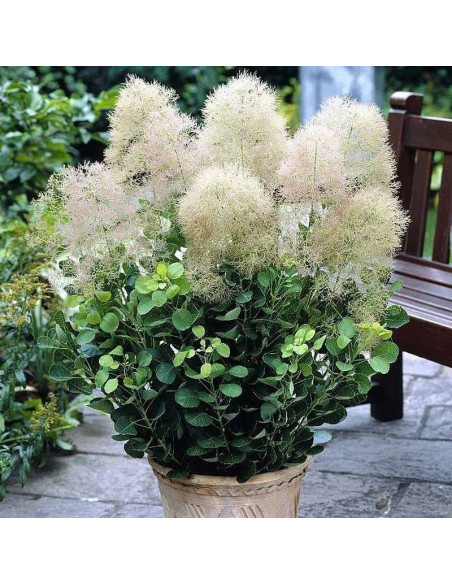 Cotinus coggygria Perukowiec podolski Young Lady PBR