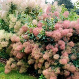 Cotinus coggygria Perukowiec podolski Young Lady PBR 2