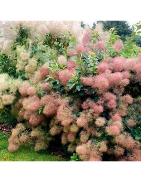 Perukowiec podolski Young Lady PBR Cotinus coggygria