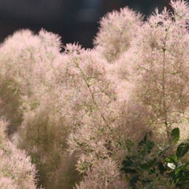 Young Lady PBR Cotinus coggygria Perukowiec podolski