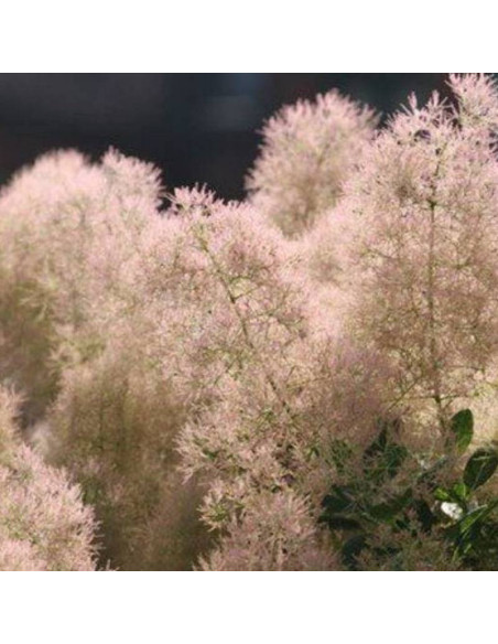 Young Lady PBR Cotinus coggygria Perukowiec podolski