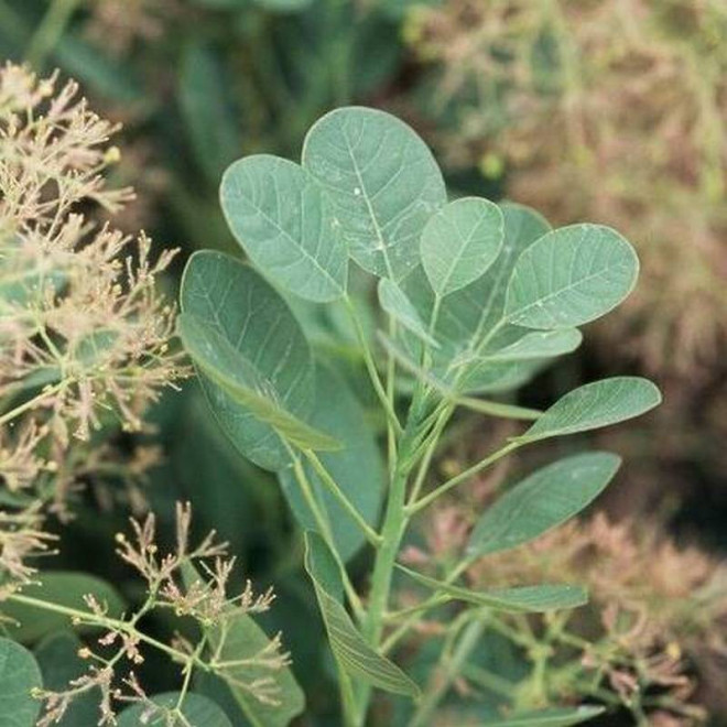 Perukowiec podolski Cotinus coggygria Young Lady PBR