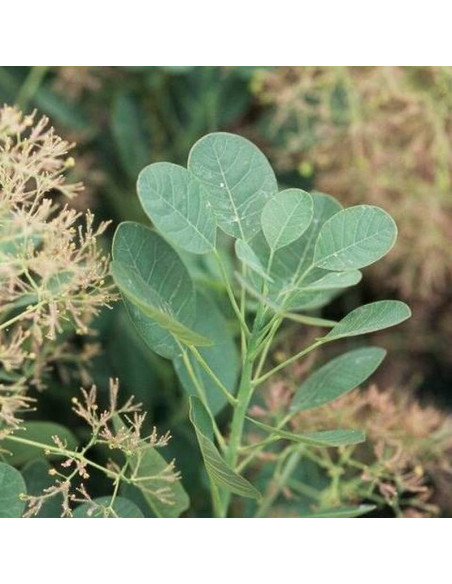 Perukowiec podolski Cotinus coggygria Young Lady PBR