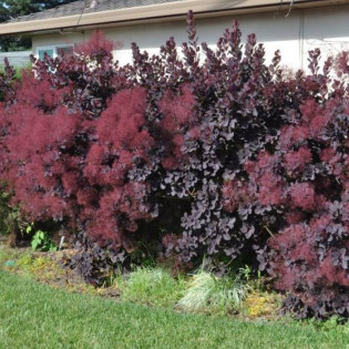 Perukowiec podolski Royal Purple Cotinus coggygria