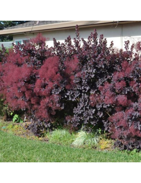 Perukowiec podolski Royal Purple Cotinus coggygria