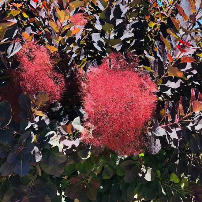 Cotinus coggygria Perukowiec podolski Royal Purple