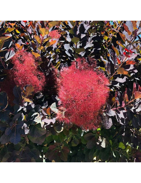 Cotinus coggygria Perukowiec podolski Royal Purple